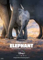 Elephant - Fil izle